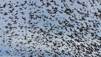Bats